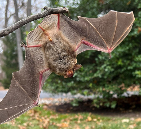 Trappro Bat Removal