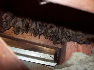 Bat Removal Chevy Chase Maryland