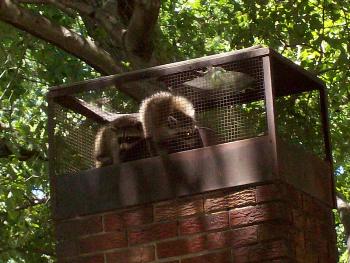 Annapolis Maryland Raccoon Removal