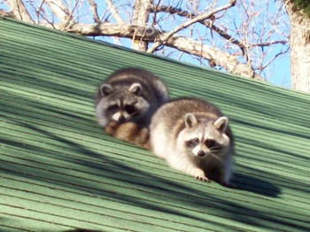 Raccoon Removal from Roof in Rockville Maryland