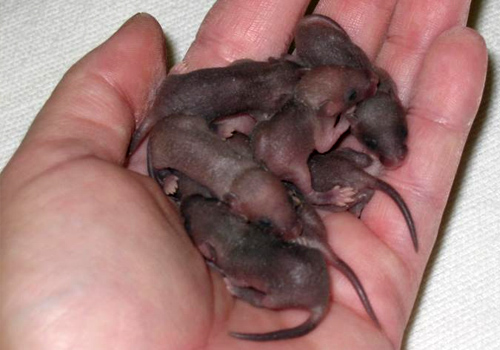 mice trapping MD DC VA