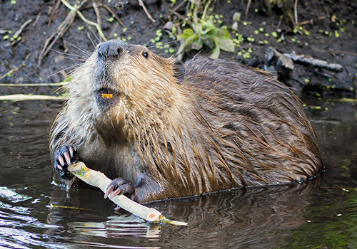 Beaver Trapping md dc va