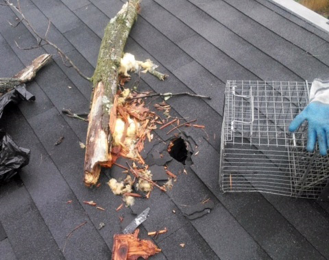 Bethesda Maryland Raccoon Damage