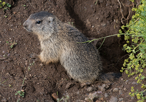 groundhog trapping removal md dc va
