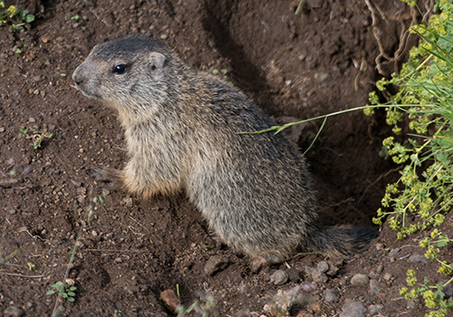 Groundhog Trapped & Removed From Home in Maryland