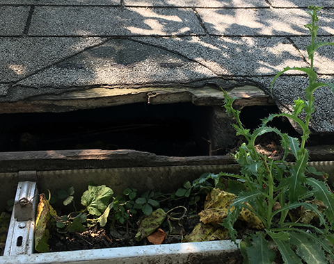 Raccoon Damage Roof Rockville MD