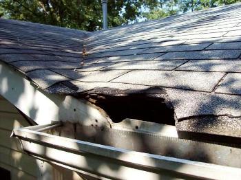 Hole in Roof Caused by Animals in Germantown Call Today for Inspection