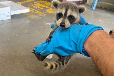Trappro Raccoon Removal