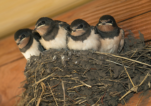 bird removal Trapping MD DC VA