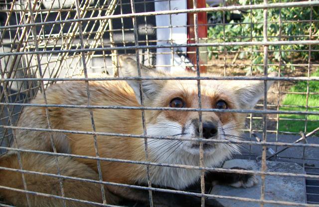 fox trapping removal md dc va