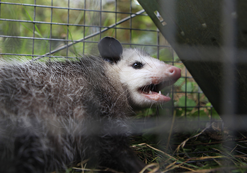 Opossums Trapped & Removed From Home in Maryland