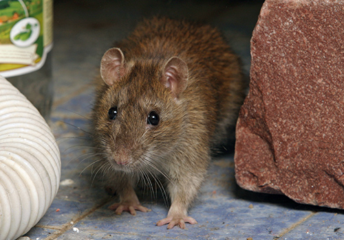 rat removal md dc va