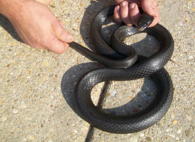 Snake Trapped & Removed From Home in Maryland
